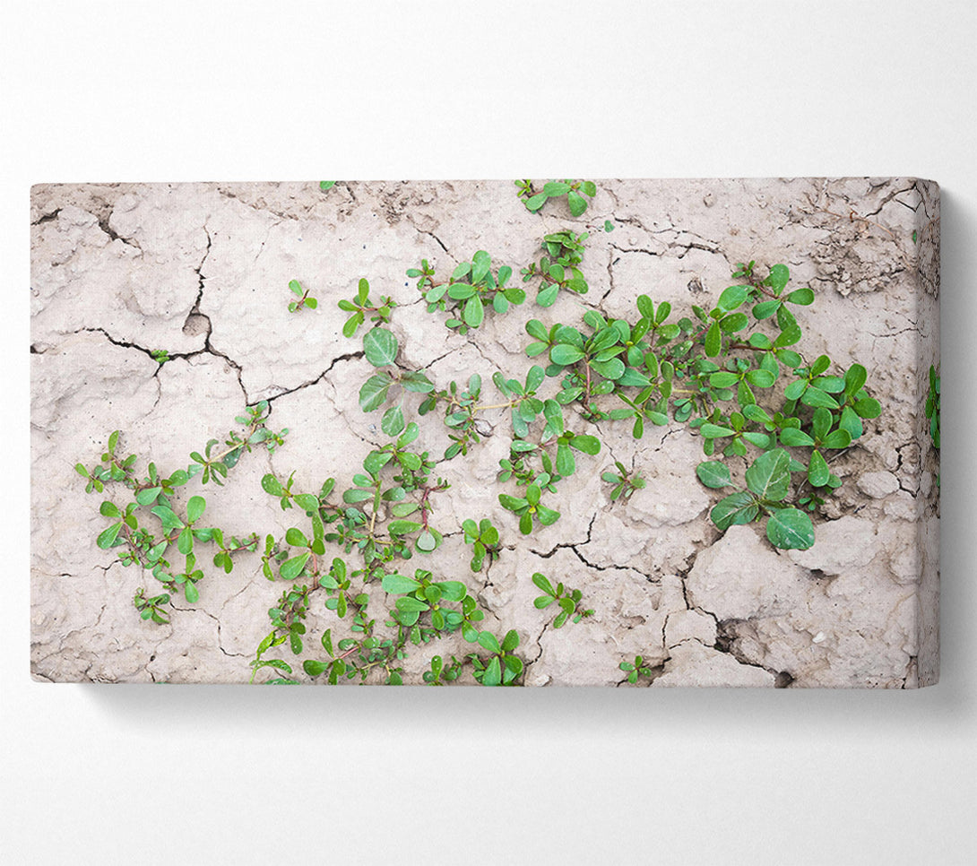  A Canvas Print of Green Sprout On Grey Earth Canvas Wall Art