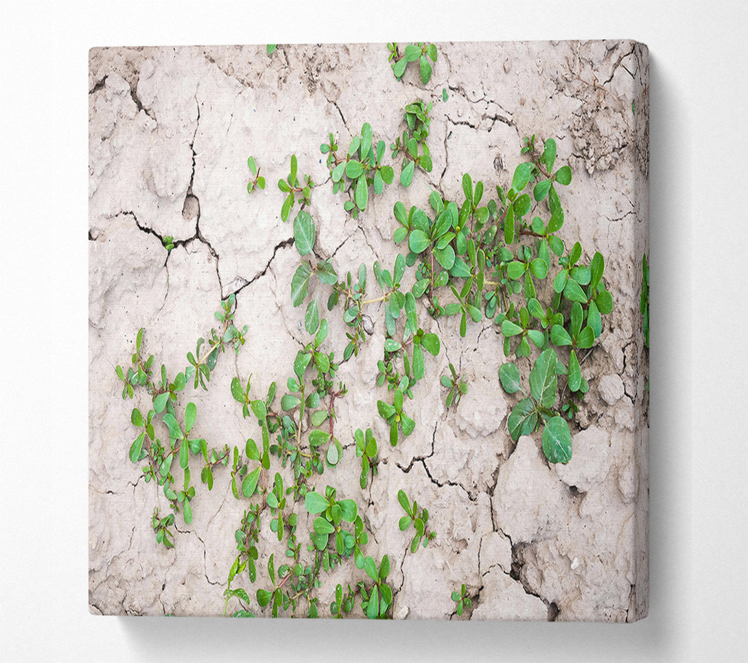  A Canvas Print of Green Sprout On Grey Earth Canvas Wall Art