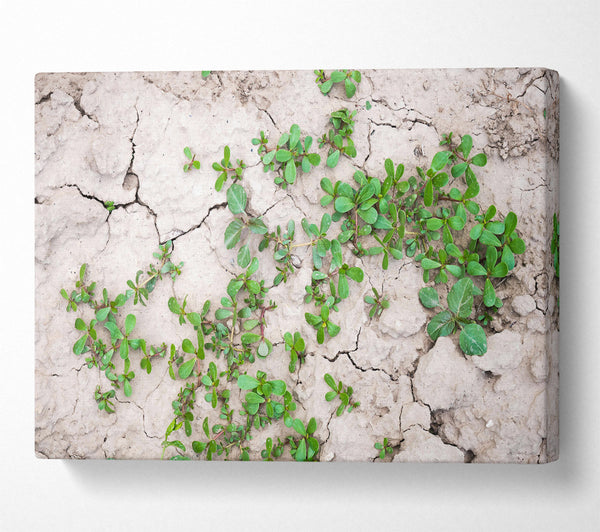  A Canvas Print of Green Sprout On Grey Earth Canvas Wall Art