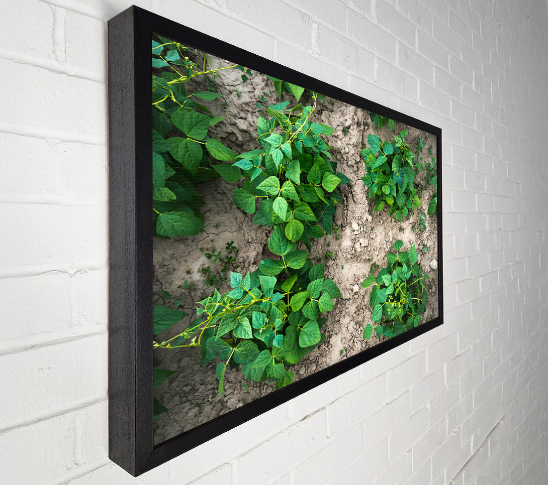  A Canvas Print of Emerald Bean Rows Canvas Art