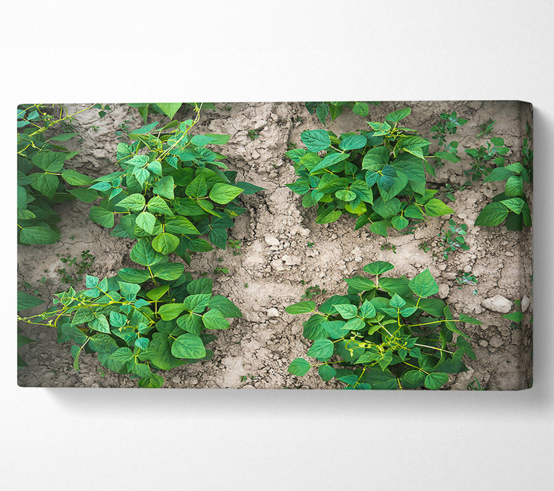  A Canvas Print of Emerald Bean Rows Canvas Art