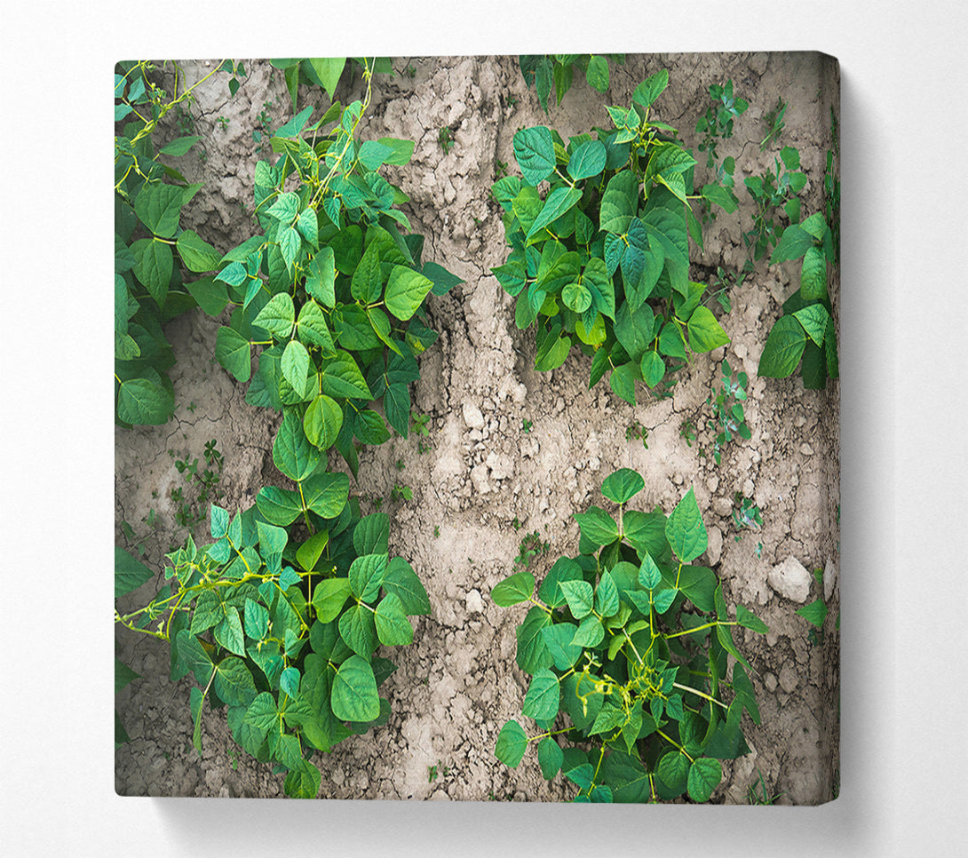  A Canvas Print of Emerald Bean Rows Canvas Art