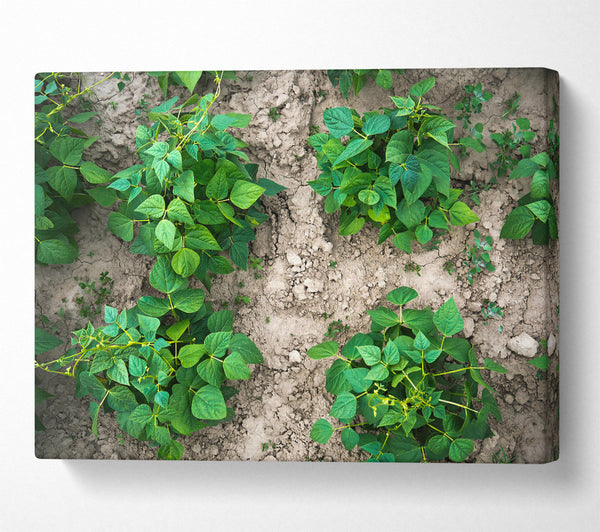  A Canvas Print of Emerald Bean Rows Canvas Art