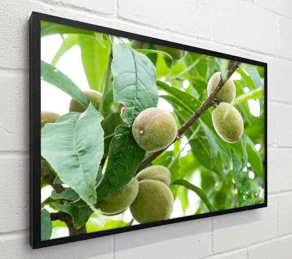 Green Peaches On Branch
