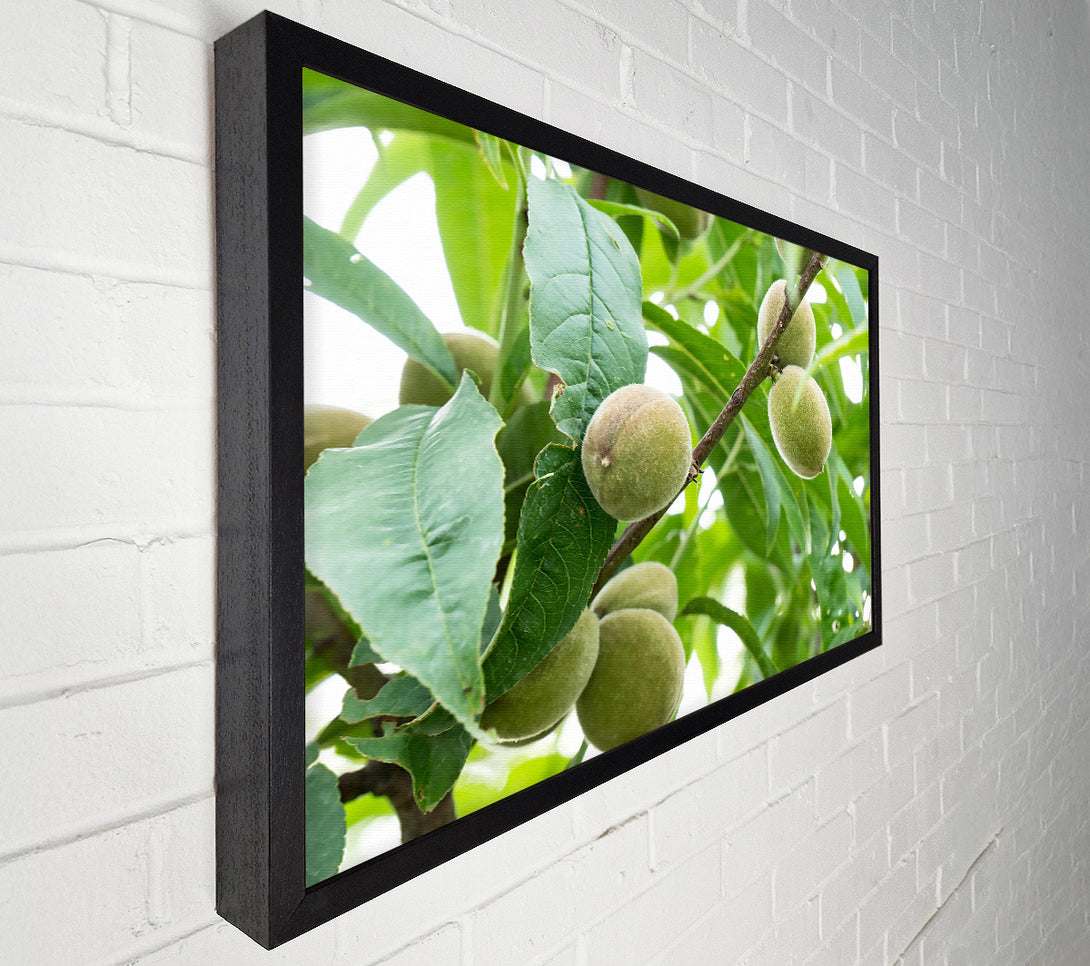  A Canvas Print of Green Peaches On Branch Canvas Print