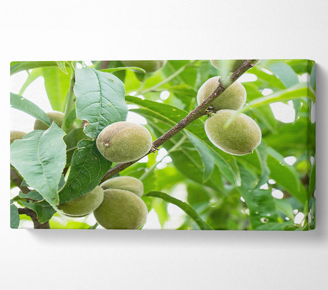  A Canvas Print of Green Peaches On Branch Canvas Print