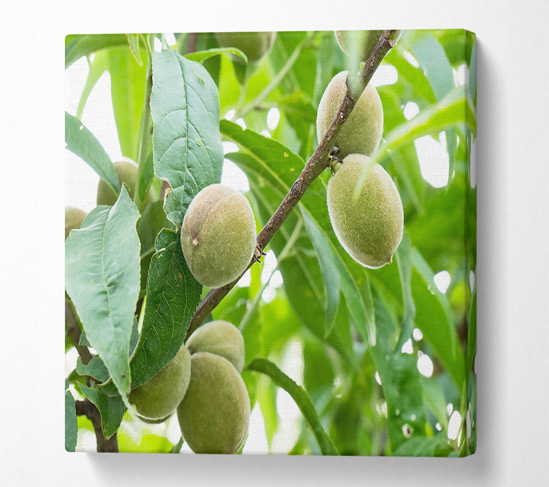  A Canvas Print of Green Peaches On Branch Canvas Print