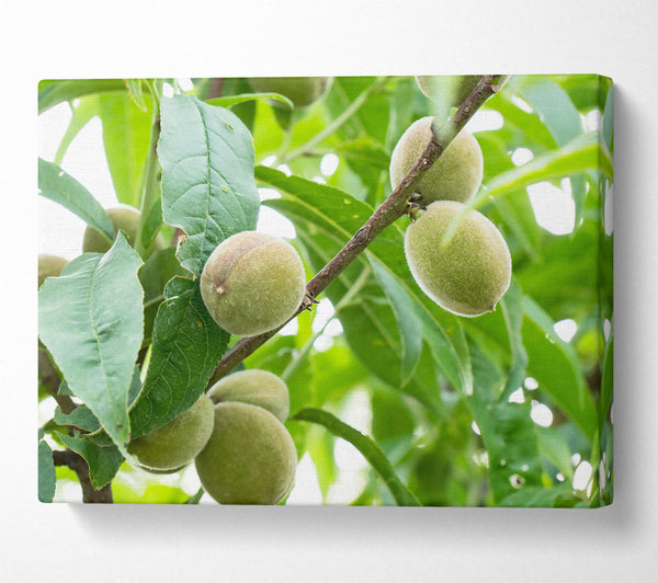  A Canvas Print of Green Peaches On Branch Canvas Print