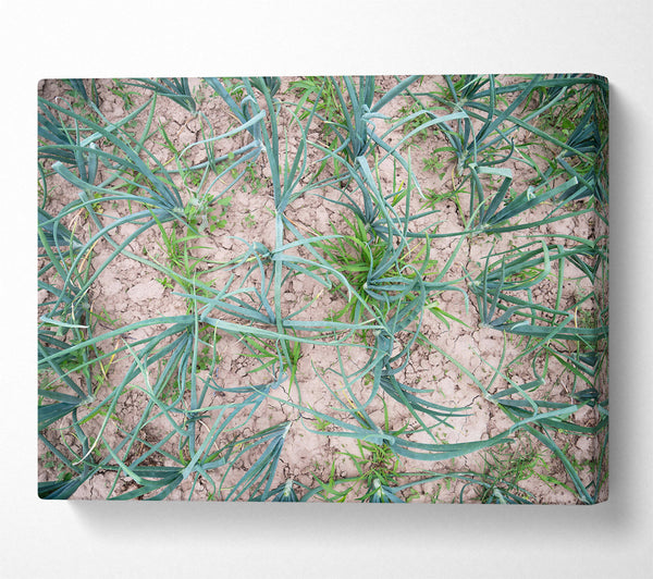  A Canvas Print of Green Cracked Earth Canvas Print