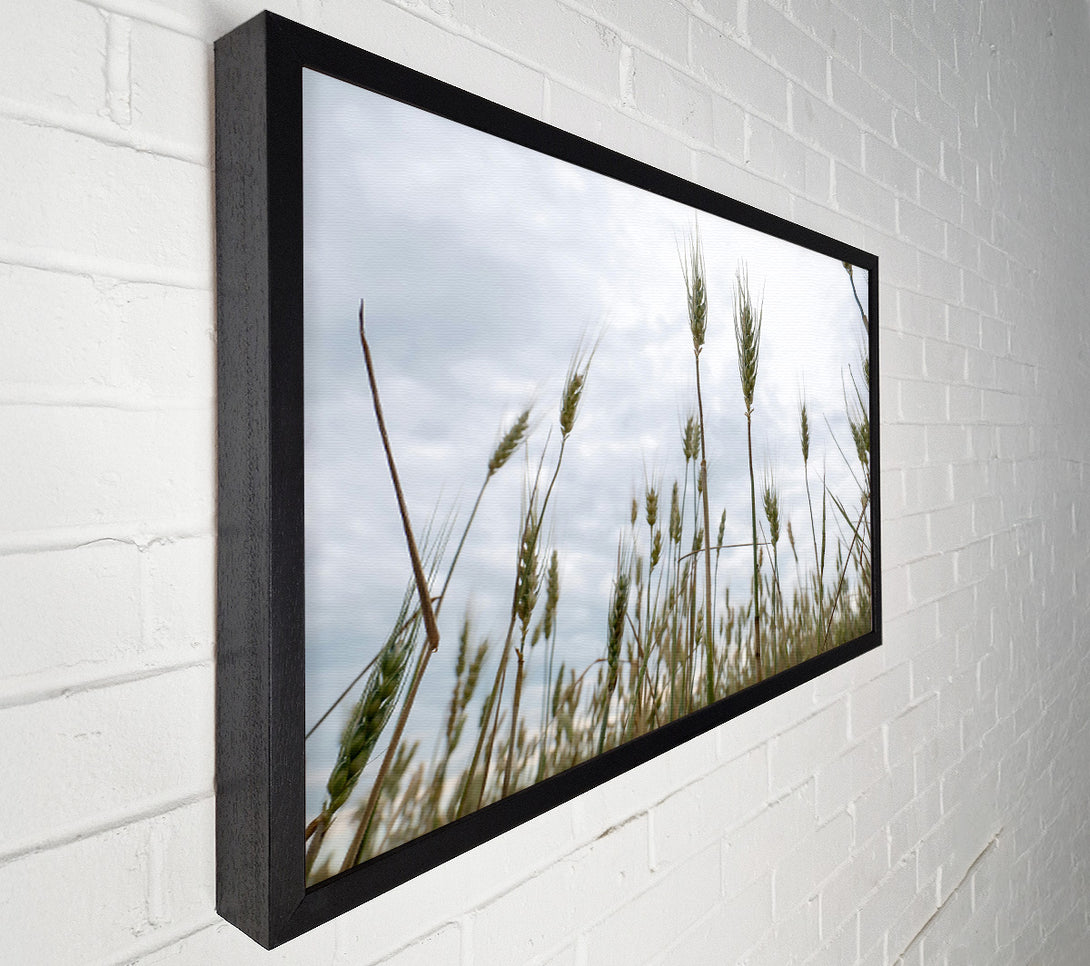  A Canvas Print of Green Wheat Dreams Canvas Art