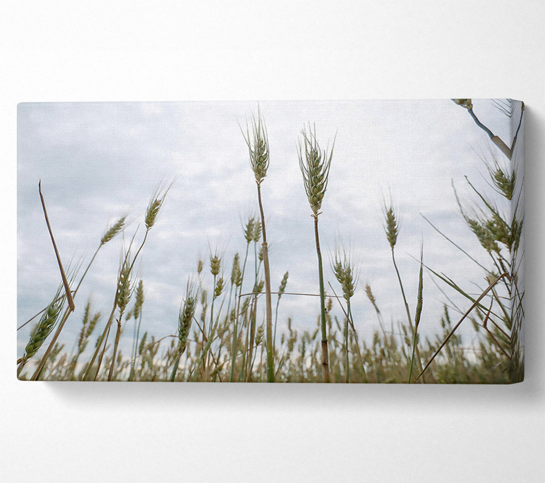  A Canvas Print of Green Wheat Dreams Canvas Art