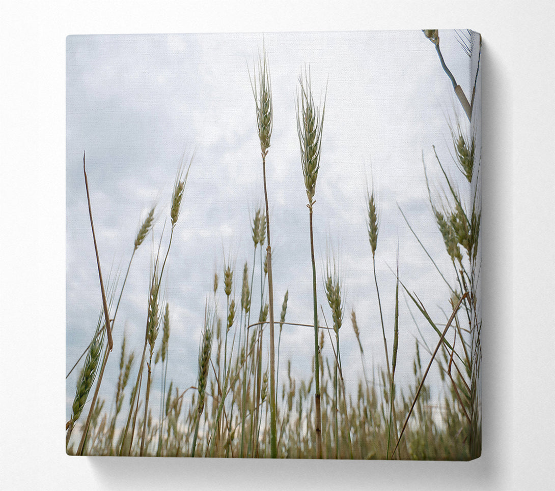  A Canvas Print of Green Wheat Dreams Canvas Art