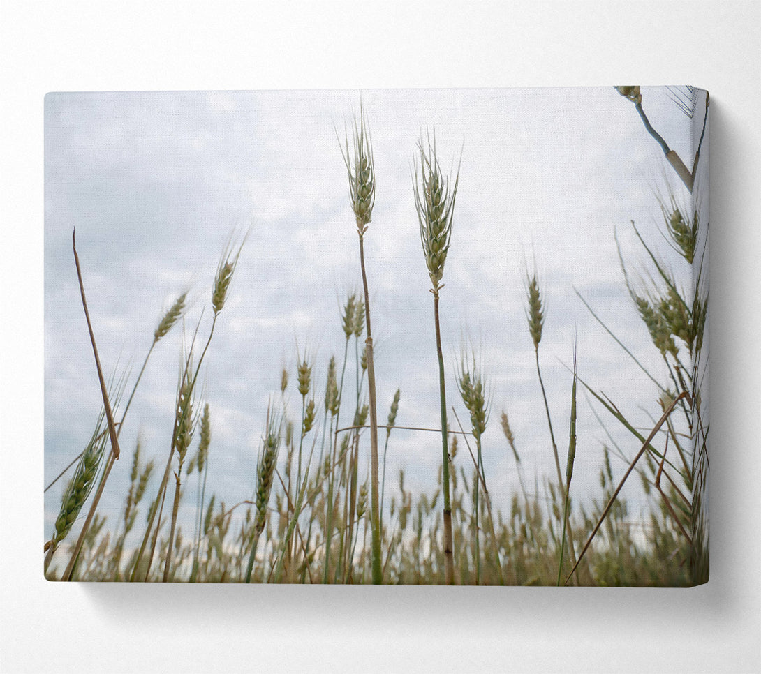  A Canvas Print of Green Wheat Dreams Canvas Art