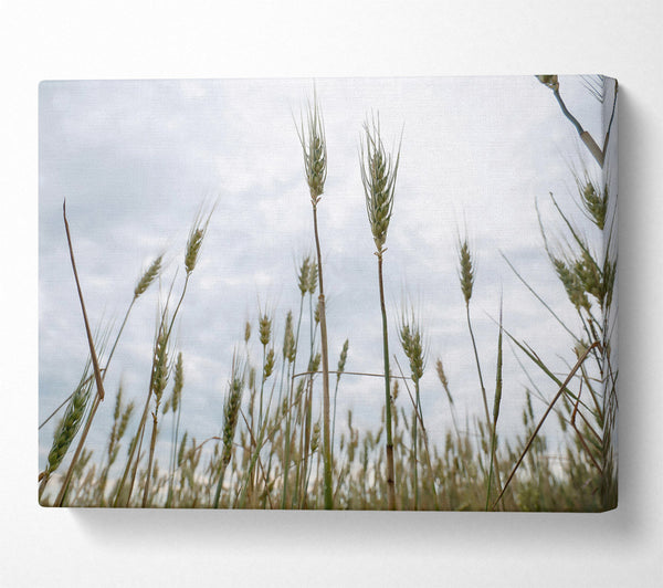  A Canvas Print of Green Wheat Dreams Canvas Art
