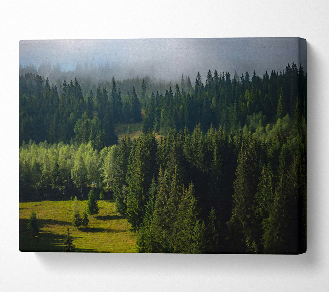  A Canvas Print of Emerald Forest Mist Canvas Wall Art