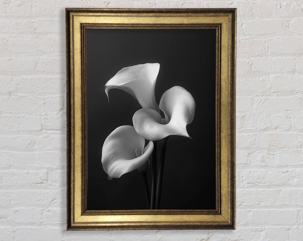 Special White Lillies Framed Print