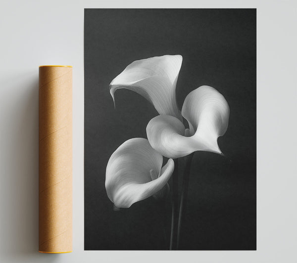 Special White Lillies Giclee Print