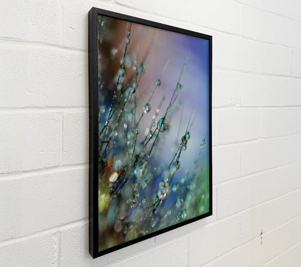 Aqua Dew Drops
