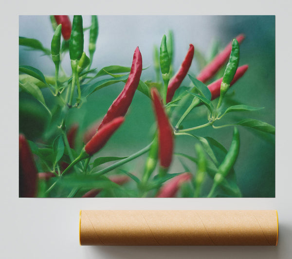 Red Chili Harvest Poster