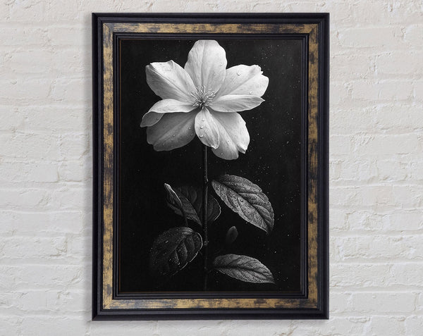 Starflower Bloom Framed Print