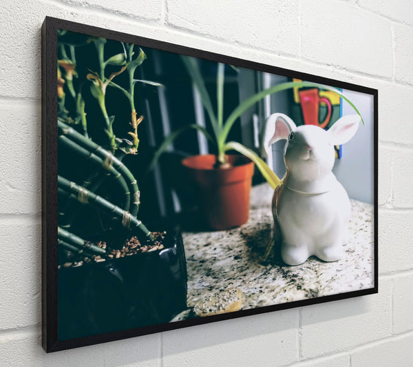 White Bunny On Granite