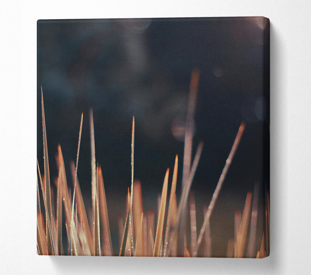  A Canvas Print of Golden Blades Of Dawn Canvas Art