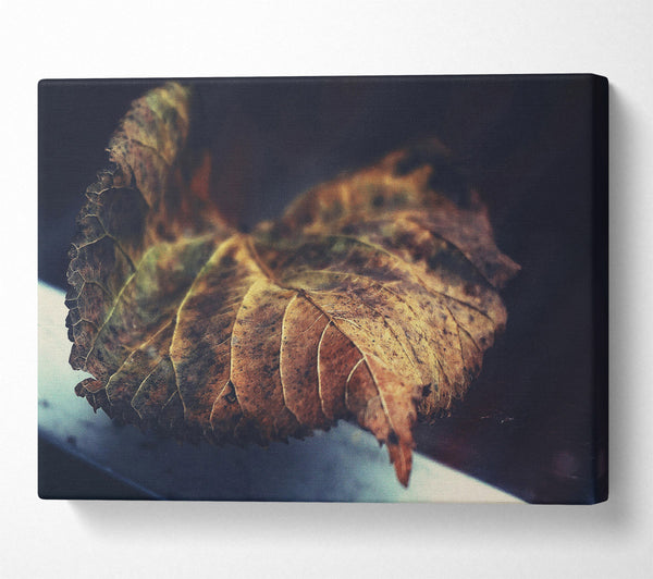  A Canvas Print of Brown Leaf Reflection Canvas Wall Art
