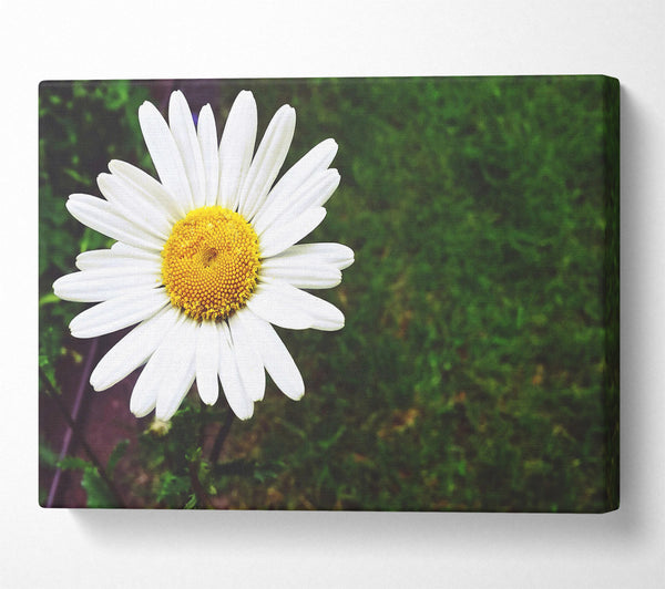  A Canvas Print of White Daisy Bloom Canvas Print