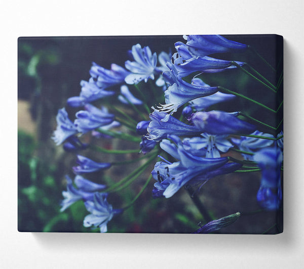  A Canvas Print of Azure Floral Embrace Canvas Wall Art