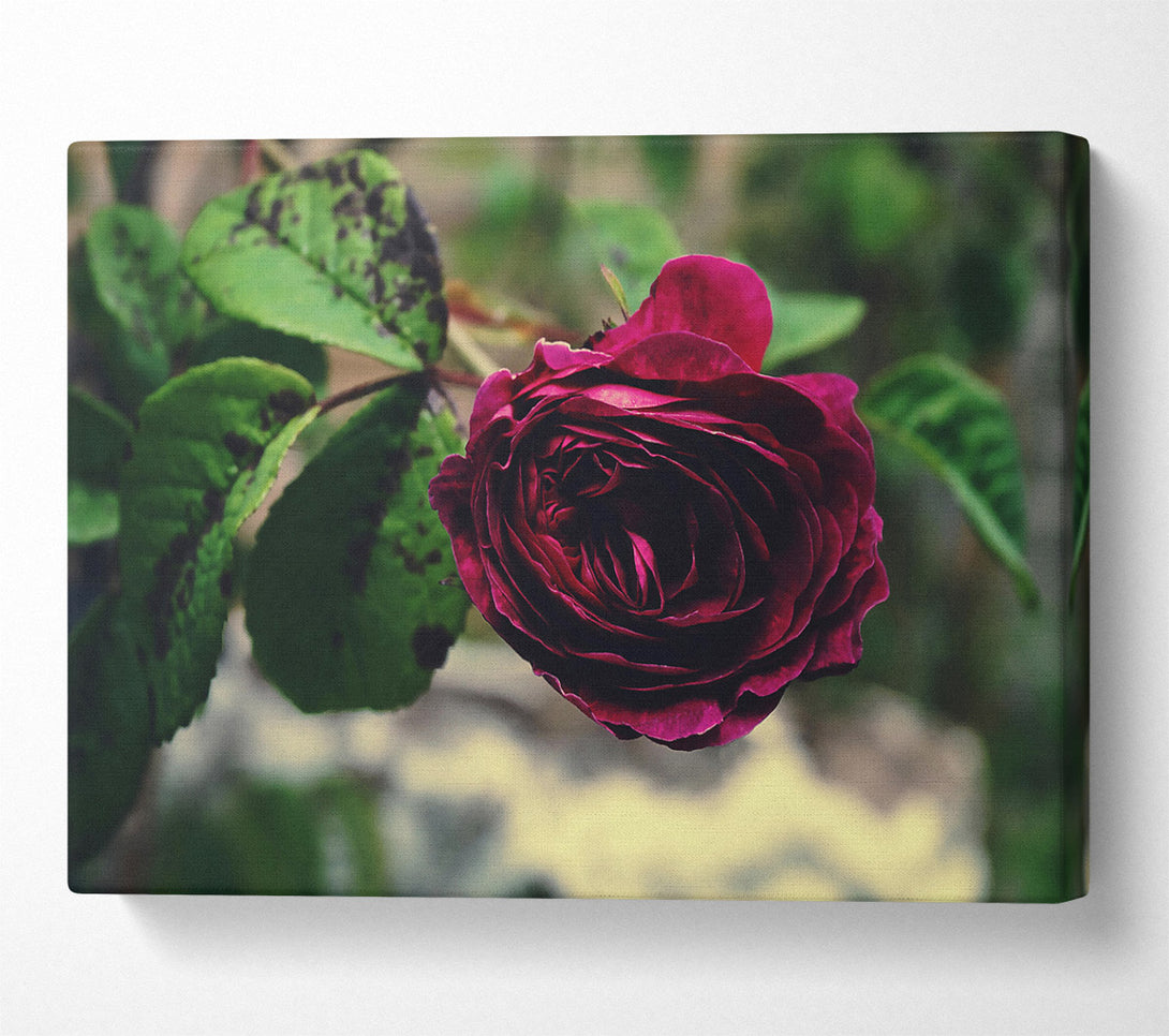  A Canvas Print of Crimson Rose Bloom Canvas Print