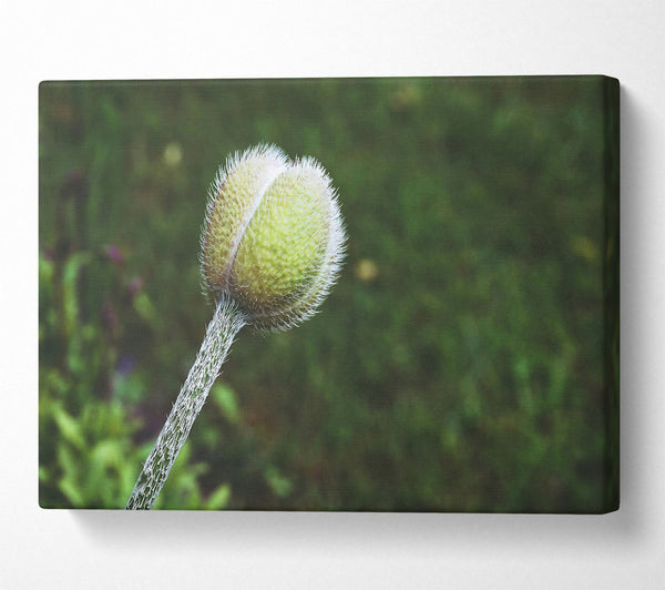  A Canvas Print of Green Velvet Bud Canvas Art