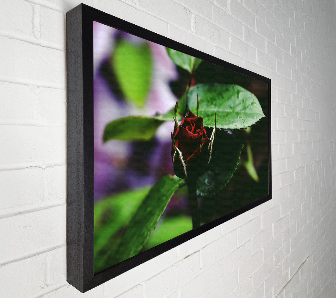  A Canvas Print of Crimson Bud'S Embrace Canvas Print