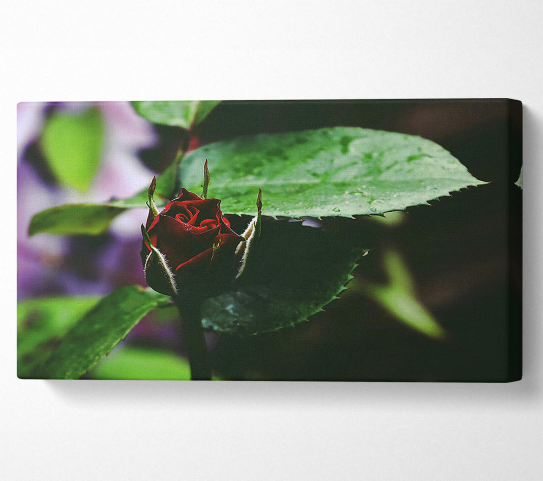  A Canvas Print of Crimson Bud'S Embrace Canvas Print