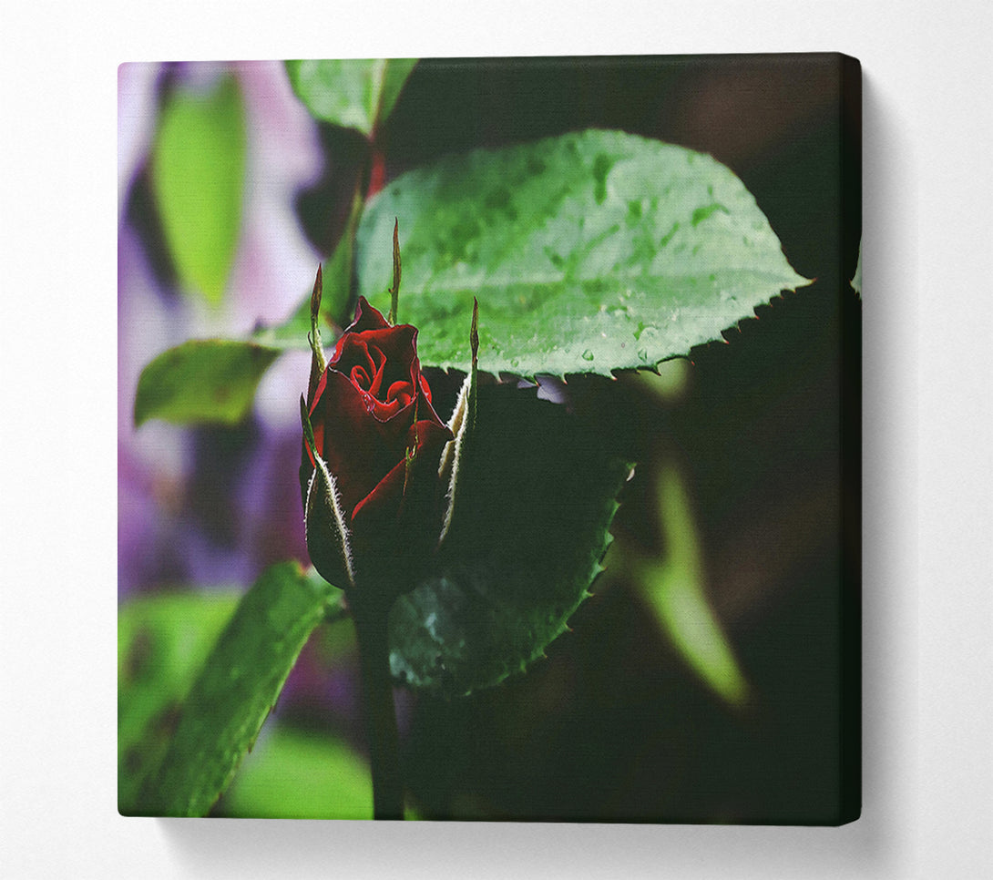  A Canvas Print of Crimson Bud'S Embrace Canvas Print
