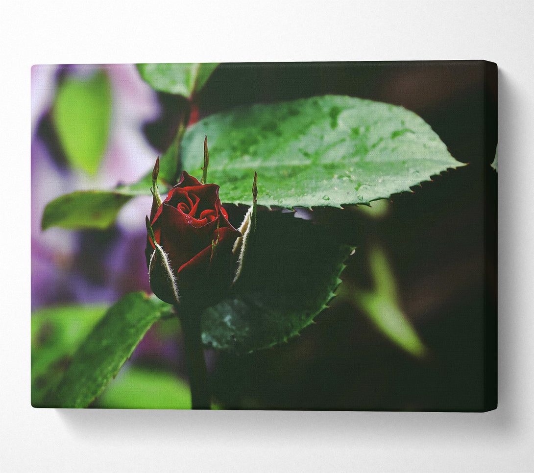  A Canvas Print of Crimson Bud'S Embrace Canvas Print