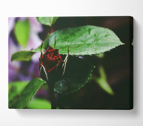  A Canvas Print of Crimson Bud'S Embrace Canvas Print