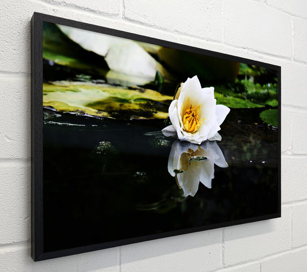 White Lily Reflection