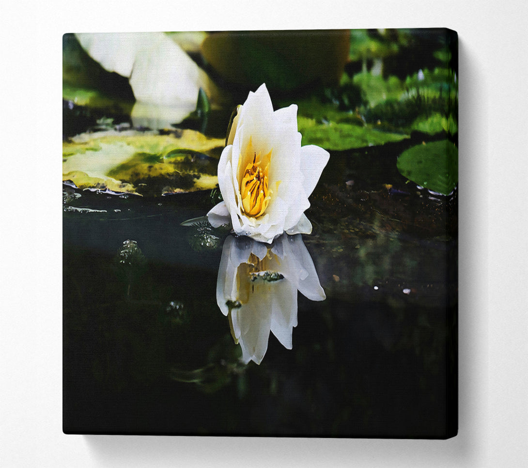  A Canvas Print of White Lily Reflection Canvas Print