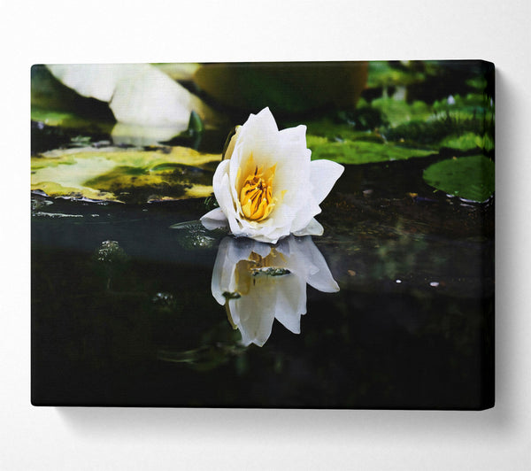  A Canvas Print of White Lily Reflection Canvas Print