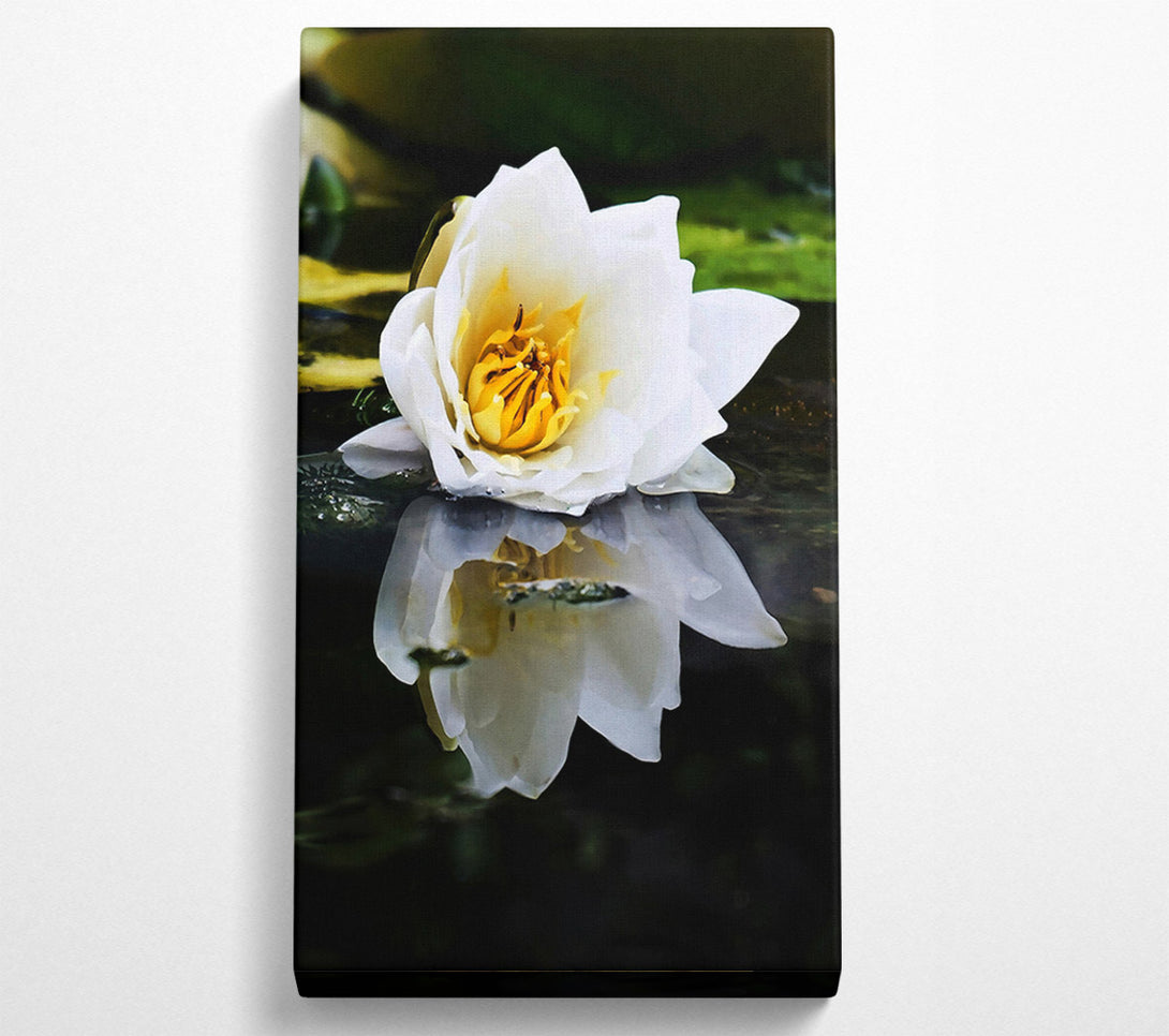  A Canvas Print of White Water Lily Reflection Canvas Wall Art