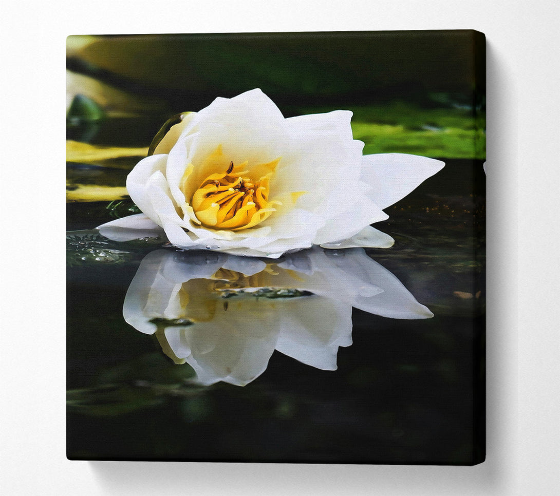  A Canvas Print of White Water Lily Reflection Canvas Wall Art
