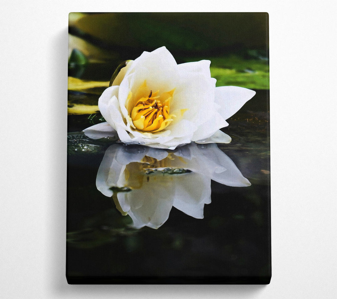  A Canvas Print of White Water Lily Reflection Canvas Wall Art