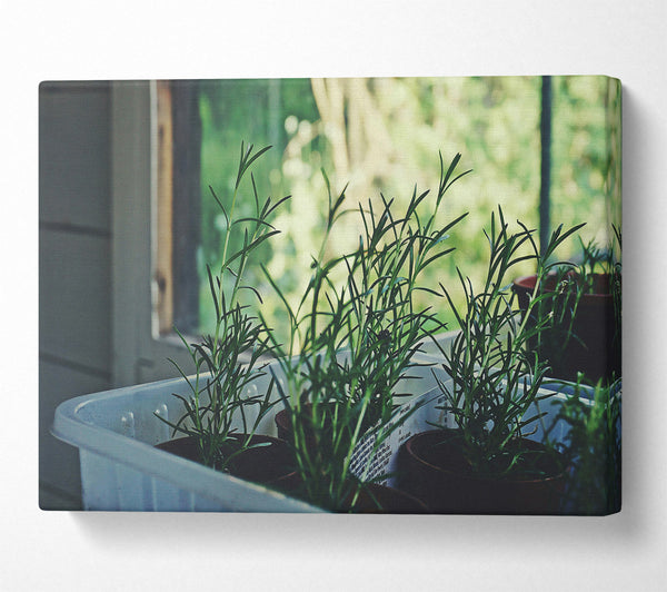  A Canvas Print of Green Windowsill Blooms Canvas Print