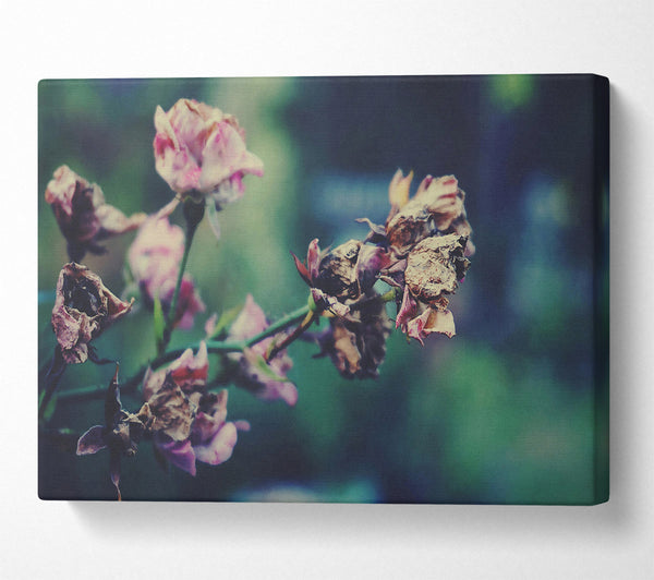  A Canvas Print of Faded Pink Roses Canvas Wall Art