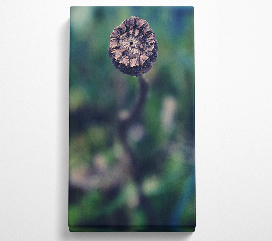  A Canvas Print of Teal Dried Bloom Canvas Art