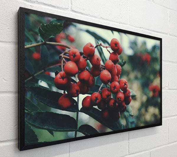 Crimson Berry Cluster