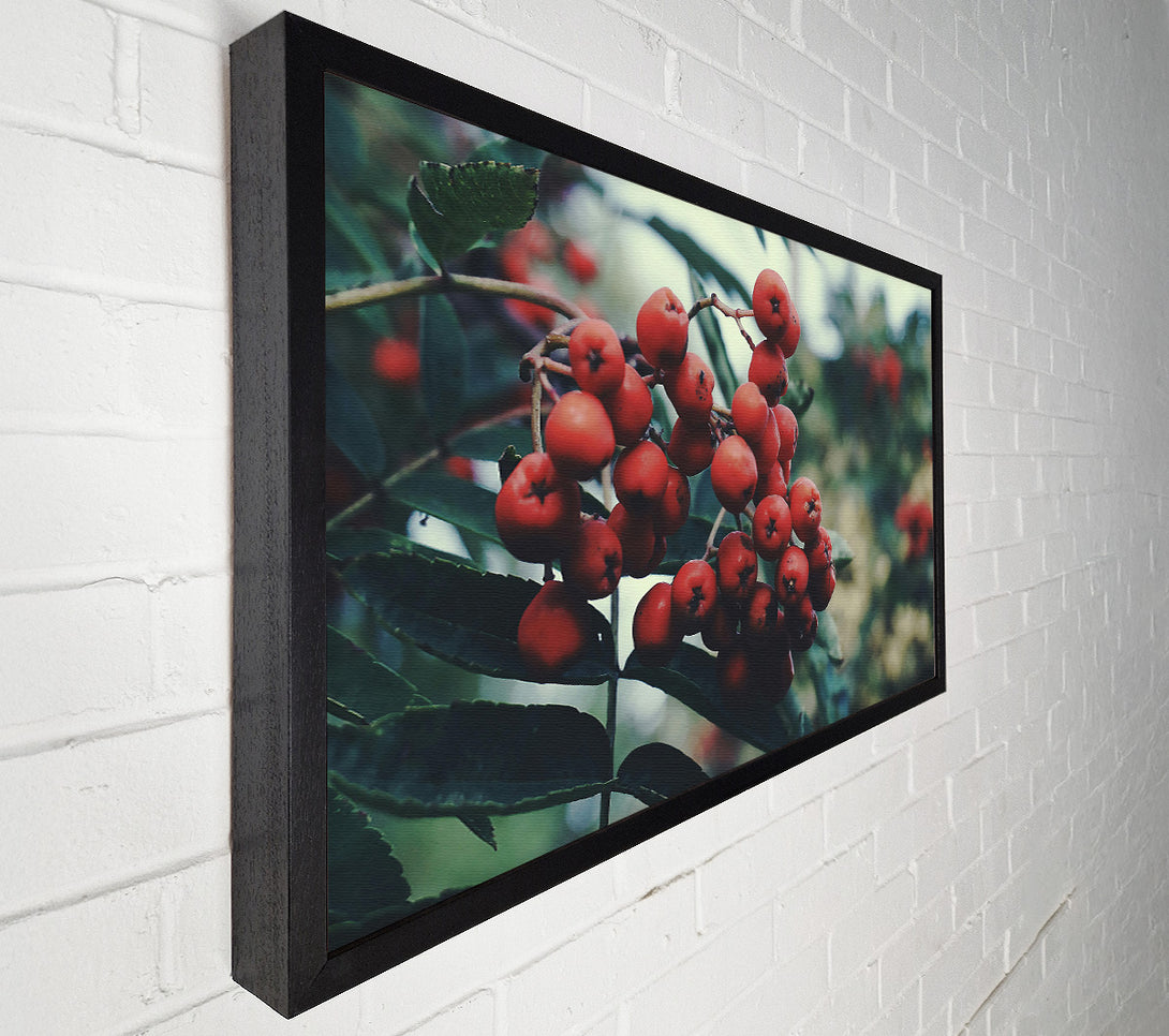  A Canvas Print of Crimson Berry Cluster Canvas Wall Art