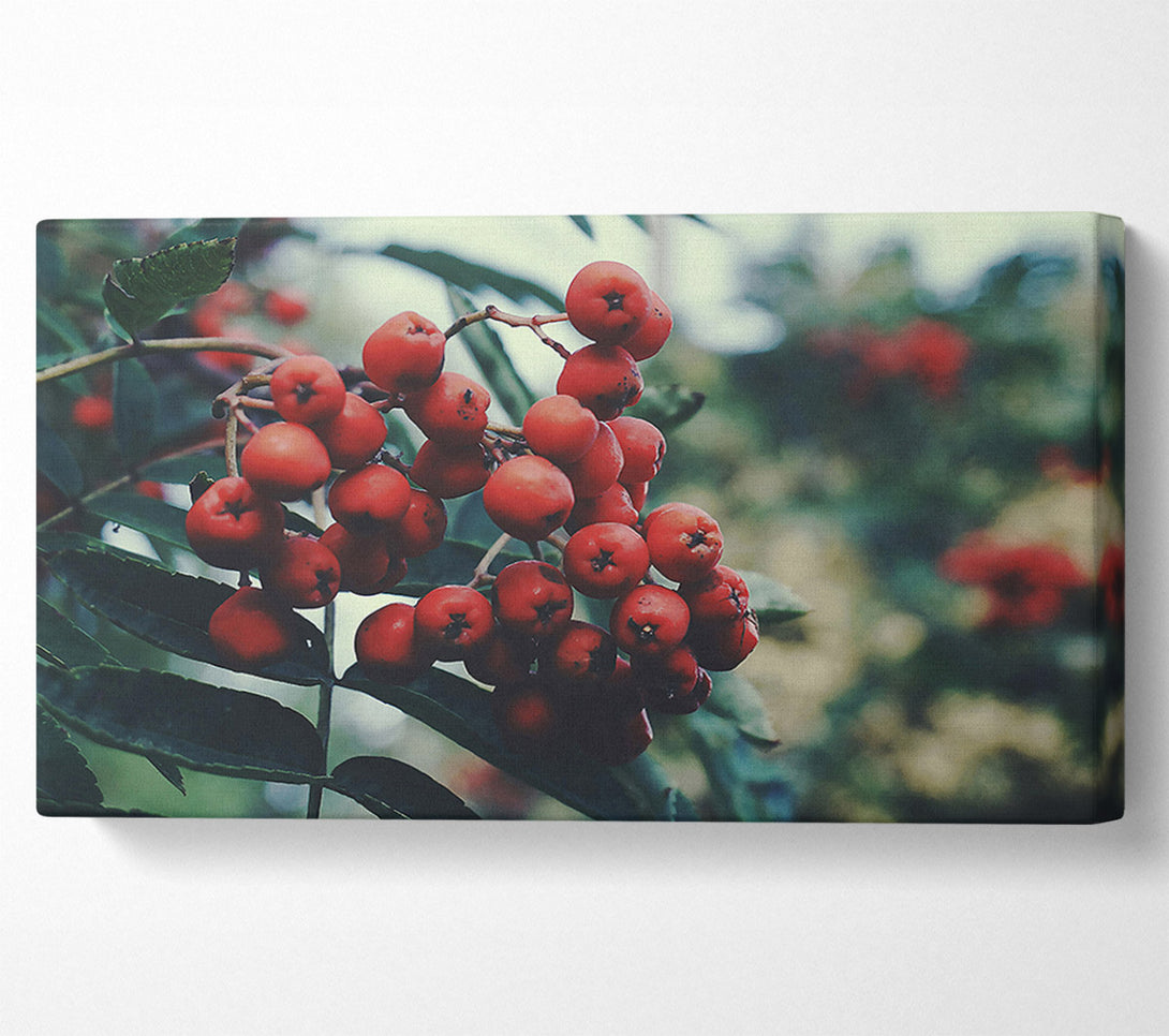  A Canvas Print of Crimson Berry Cluster Canvas Wall Art