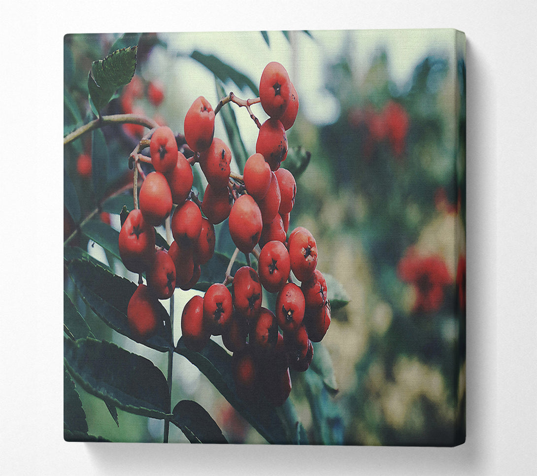  A Canvas Print of Crimson Berry Cluster Canvas Wall Art