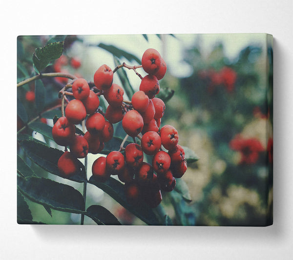  A Canvas Print of Crimson Berry Cluster Canvas Wall Art